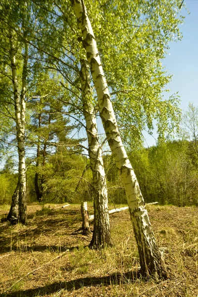 Mooie Berken Aan Oever Van Rivier Een Zonnige Dag — Stockfoto