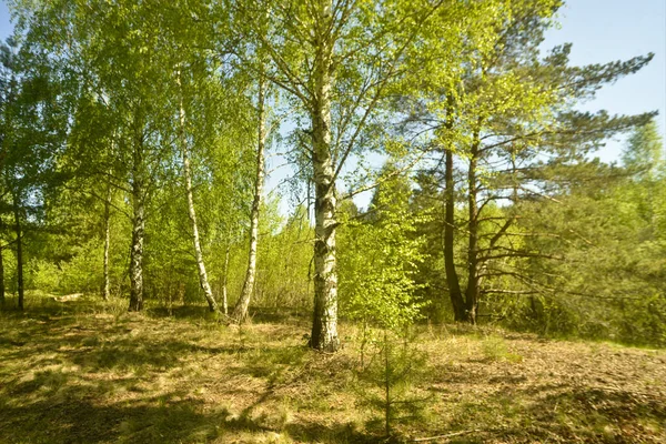 Vackra Björkar Stranden Floden Solig Dag — Stockfoto