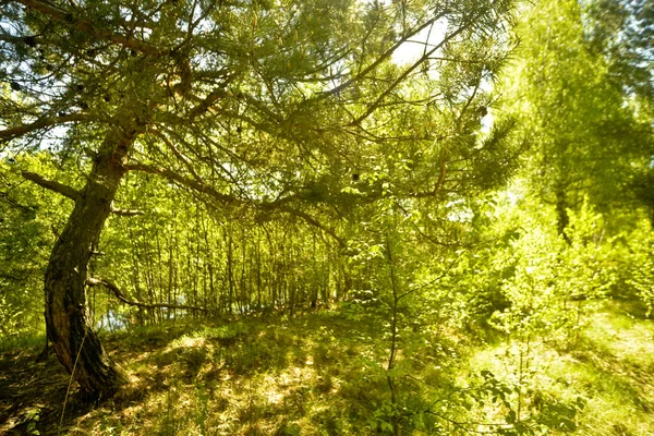阳光明媚的日子里的松树 — 图库照片