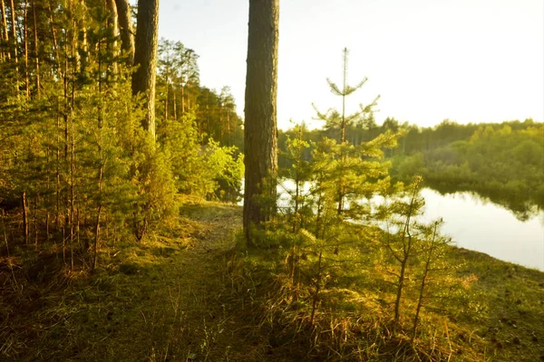 Pines Tepi Tinggi Sungai Matahari Terbenam — Stok Foto
