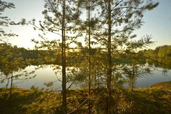 Pijnbomen Hoge Oever Van Rivier Zonsondergang — Stockfoto