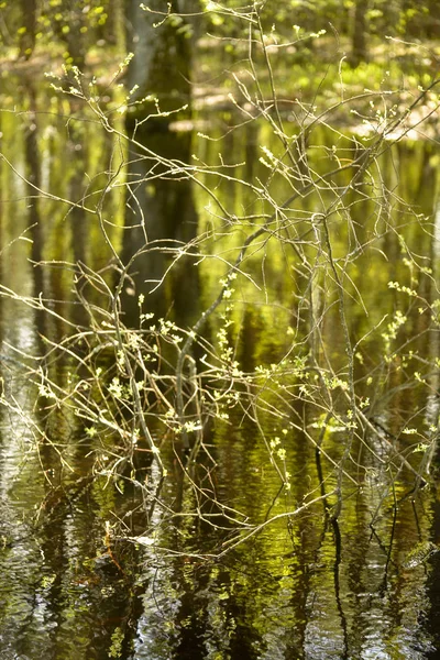 Überflutetes Waldstück Reflexion Wasser — Stockfoto