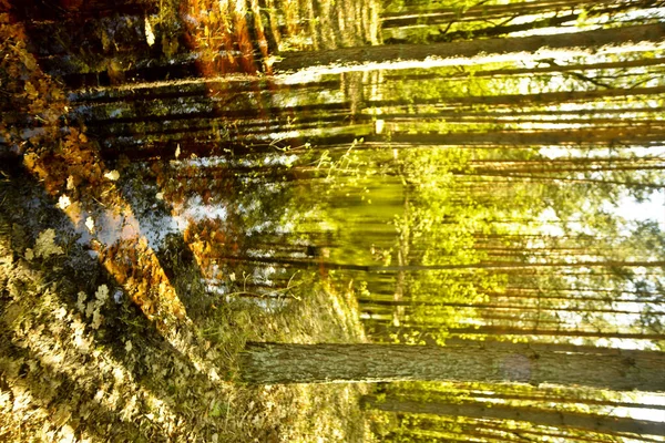 河流的春天洪水 森林里松树间的一个大水坑 — 图库照片