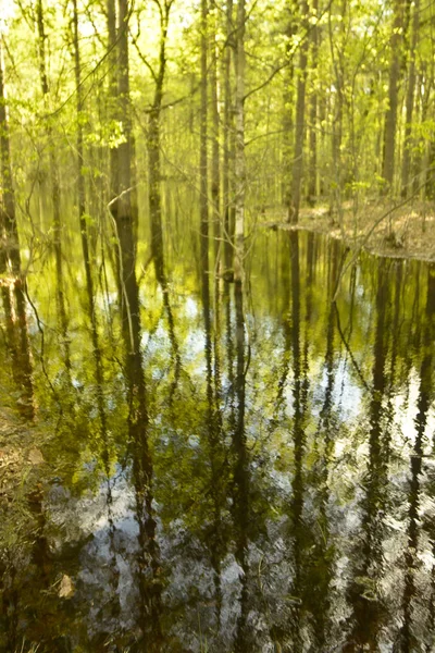 Inundación Primavera Del Río Gran Charco Entre Los Árboles Bosque — Foto de Stock