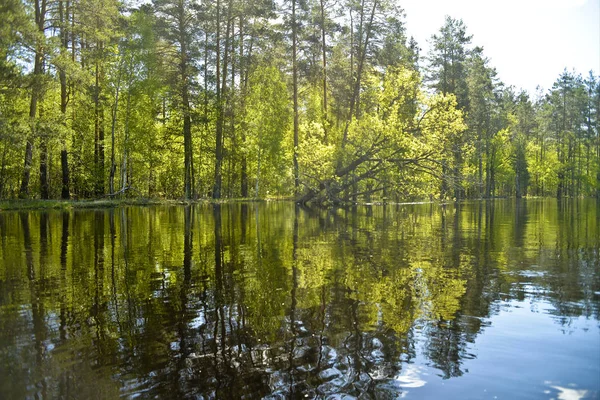 Затопленный Берег Реки Отраженный Воде Вид Воды — стоковое фото