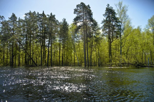 Лесной Берег Сосны Березы Речки Воде Сияние Воды Вид Воды — стоковое фото