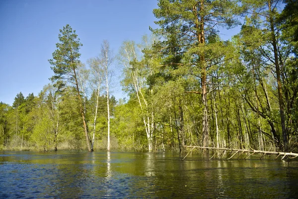 Spillage Low Shore Kiefern Und Birken Die Von Wasser Überflutet — Stockfoto