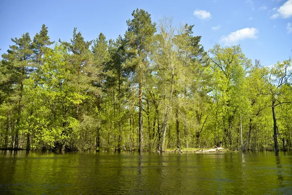 Wooded River Bank Pine Oak Birch Reflection View Water — Stock Photo, Image