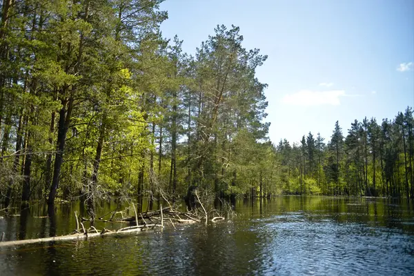 Low Wooded Bank River Pines Oaks Pine Fell Water View — Stock Photo, Image