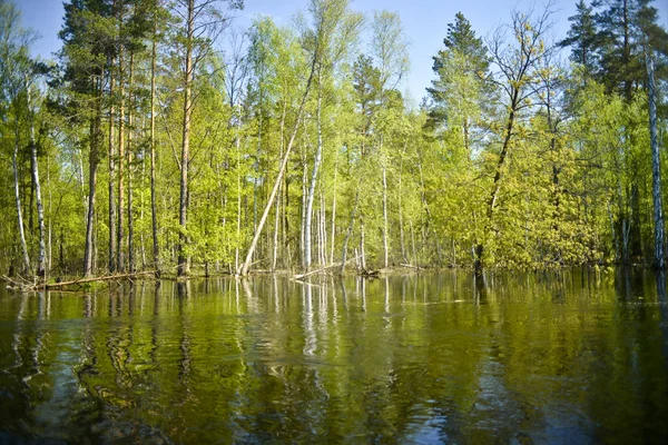 Verschüttet Niedriges Ufer Überflutet Mit Wasser Kiefern Eichen Und Birken — Stockfoto