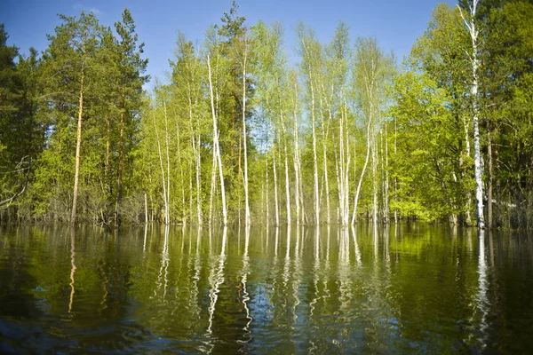 Спилледж Низкий Берег Сосны Березы Затоплены Водой Отражение Синее Сияние — стоковое фото