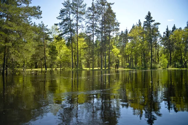 Bewaldetes Flussufer Das Sich Wasser Spiegelt Blick Vom Wasser Aus — Stockfoto