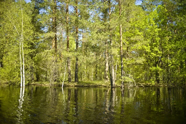 Morsen Lage Shore Overspoeld Met Water Dennen Eiken Berken Reflectie — Stockfoto