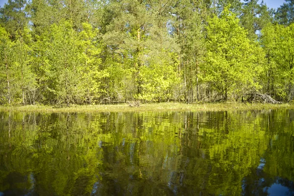 Low Wooded River Bank Pine Oak Birch Reflection View Water — Stock Photo, Image