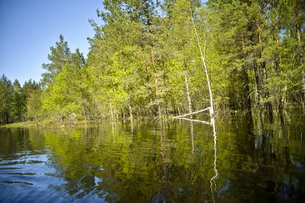 Nízké Zalesněný Břeh Řeky Borovice Dub Bříza Reflexe Pohled Vody — Stock fotografie