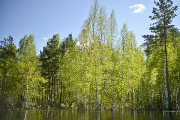 Zalesněný Břeh Borovice Břízy Vlny Vodě Pohled Vody — Stock fotografie