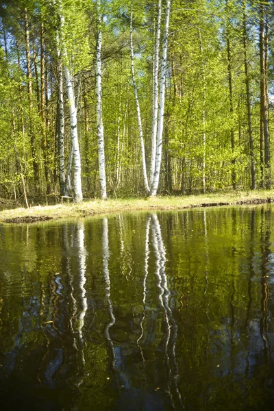 Beboste Oever Van Rivier Dennen Berken Reflectie Uitzicht Vanaf Het — Stockfoto