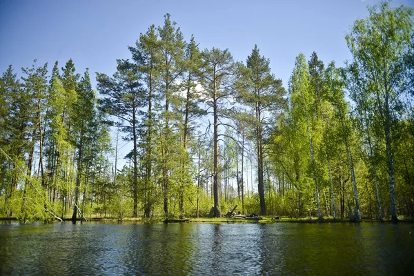Wooded Shore Pines Birches Ripples Water View Water — Stock Photo, Image