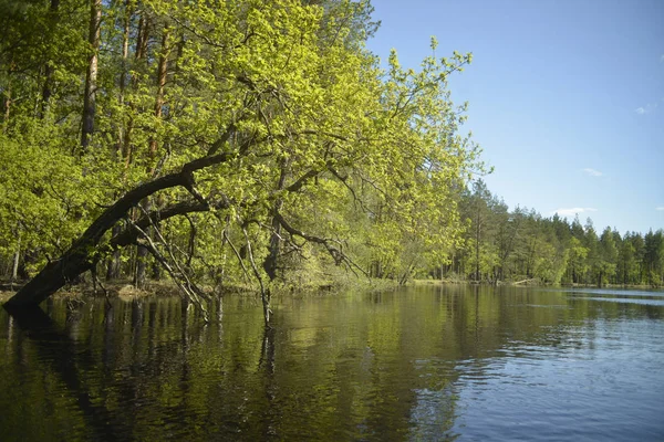 Лесной Берег Реки Живописный Дуб Наклоненный Воде Вид Воды — стоковое фото