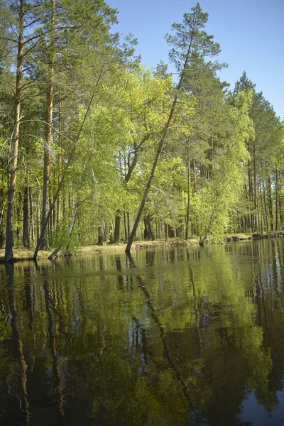 Low wooded river bank, pine, oak, birch. Reflection. View from the water.