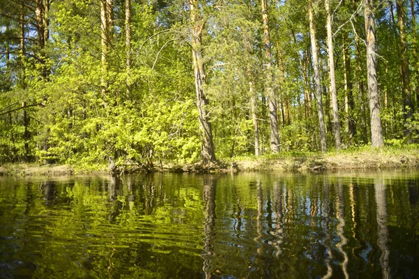 Beboste Oevers Dennen Berken Reflectie Uitzicht Vanaf Het Water — Stockfoto