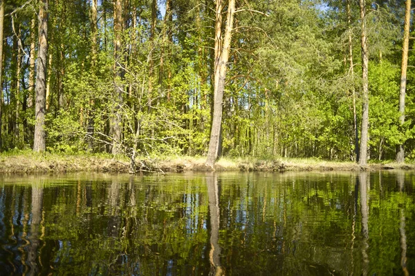 Beboste Oevers Dennen Berken Reflectie Uitzicht Vanaf Het Water — Stockfoto