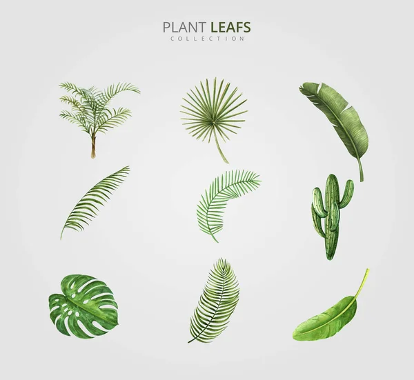 Green Plant Leafs Vector Design — Stock Vector