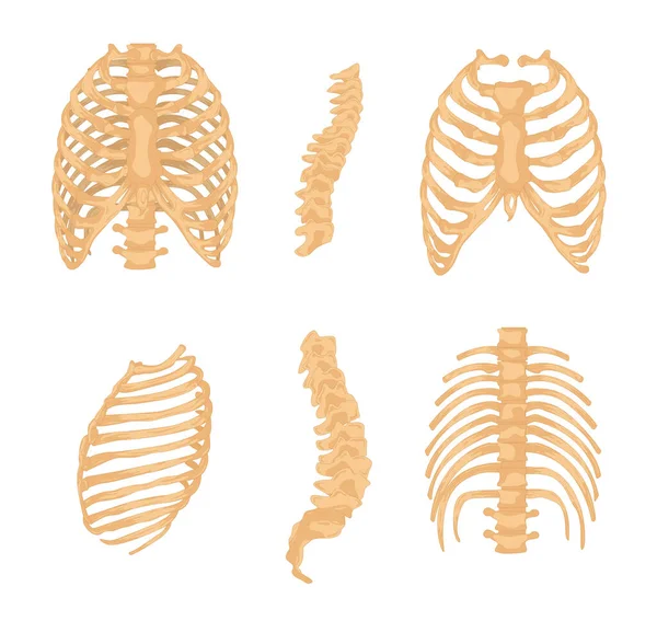 Conjunto Anatomía Ósea Caja Torácica — Archivo Imágenes Vectoriales