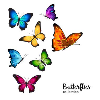 Kelebek koleksiyon setinin çeşitliliği