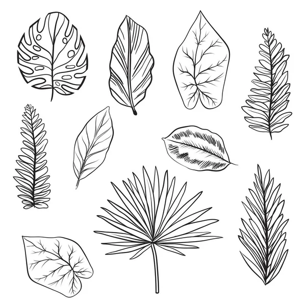 Variety Palmetto Leaf Set — Stock Vector