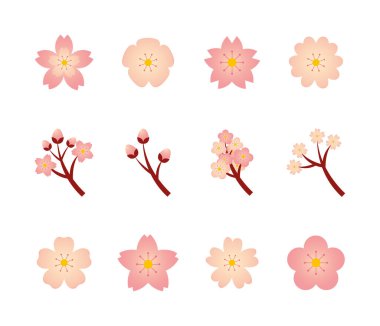 Kiraz çiçeğinin çeşitliliği