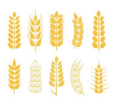 Buğday Kulaklıklarının Çeşitliliği