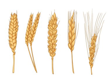 Buğday Kulaklıklarının Çeşitliliği