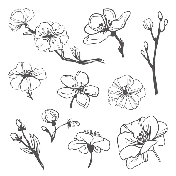 Variedad Conjunto Flores Cerezo — Archivo Imágenes Vectoriales