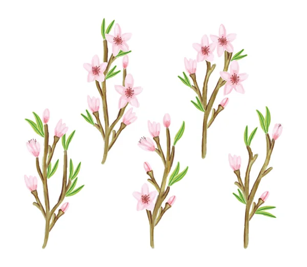 Variety Cherry Blossom Set — Stock Vector