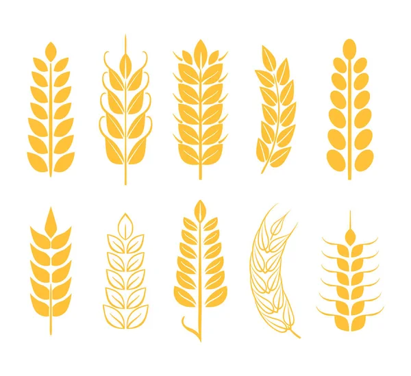 Variety Wheat Ears Set — Stock Vector