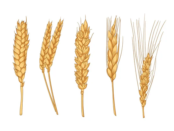Variety Wheat Ears Set — Stock Vector
