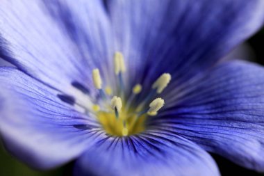 İlkbaharda mavi çiçekler, Keten (Linum usitatissimum) çiçekleri