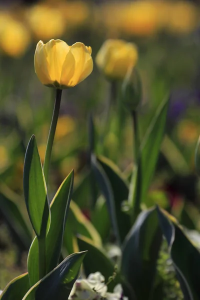 Tulipaner Haven Forår - Stock-foto