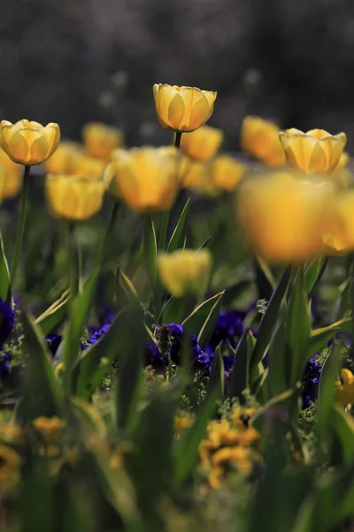 Tulipes Dans Jardin Printemps — Photo