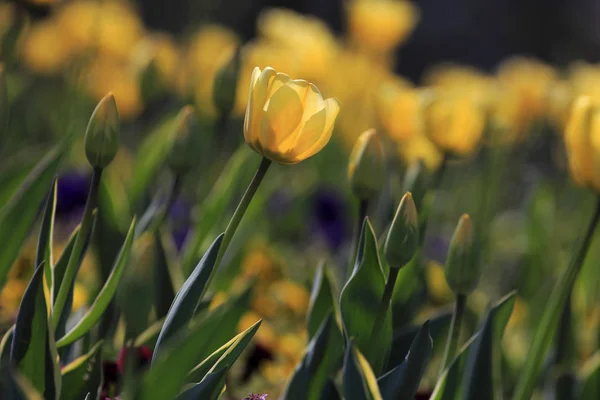 Tulipas Jardim Primavera — Fotografia de Stock