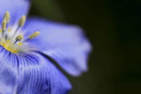Flores Azules Primavera Lino Linum Usitatissimum Flores — Foto de Stock