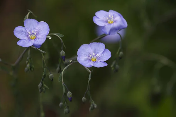 Lkbaharda Mavi Çiçekler Keten Linum Usitatissimum Çiçekleri — Stok fotoğraf
