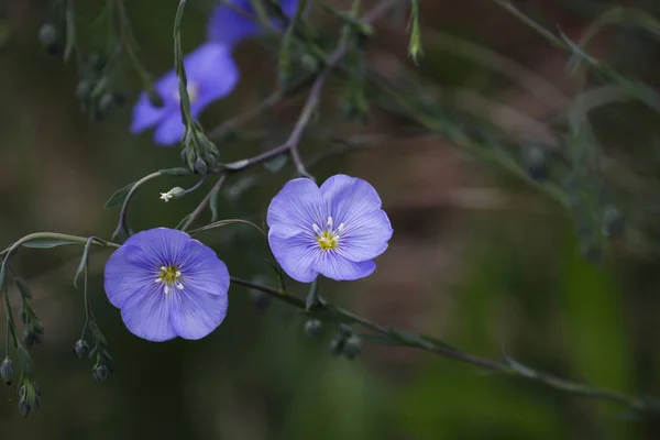 Flores Azules Primavera Lino Linum Usitatissimum Flores — Foto de Stock