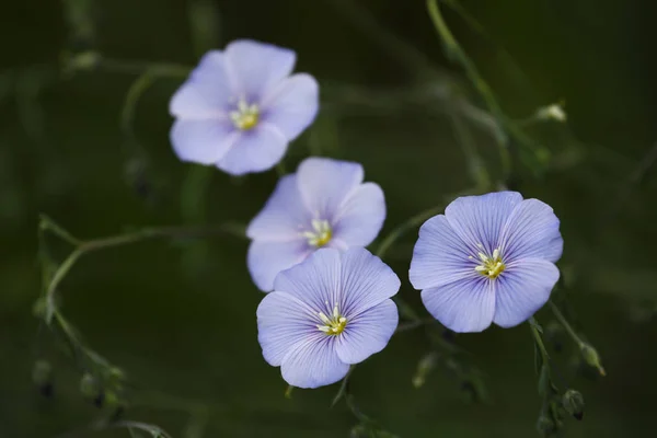 Blå Blommor Våren Lin Linum Usitatissimum Blommor — Stockfoto
