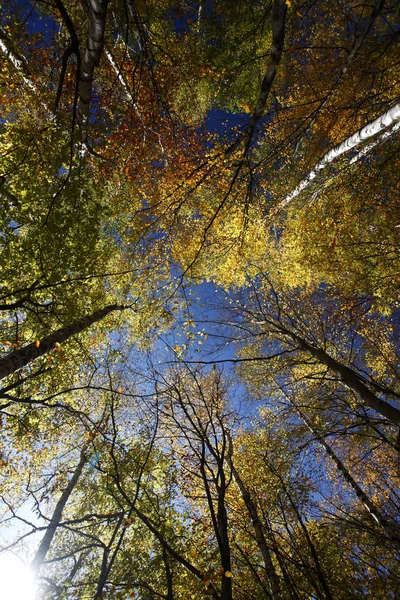 Hojas Coloridas Otoño — Foto de Stock