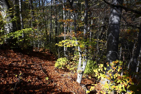 Bunte Blätter Herbst — Stockfoto