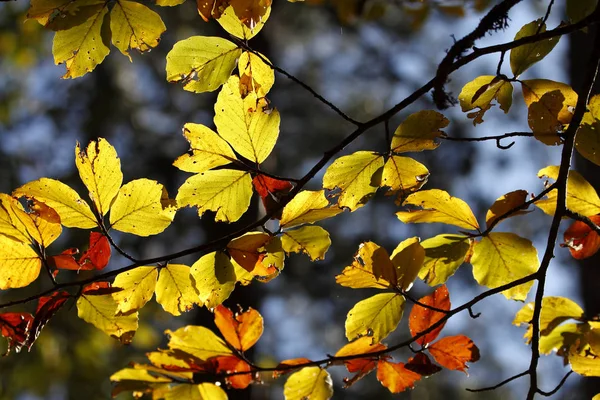 Feuilles Colorées Octobre Automne — Photo