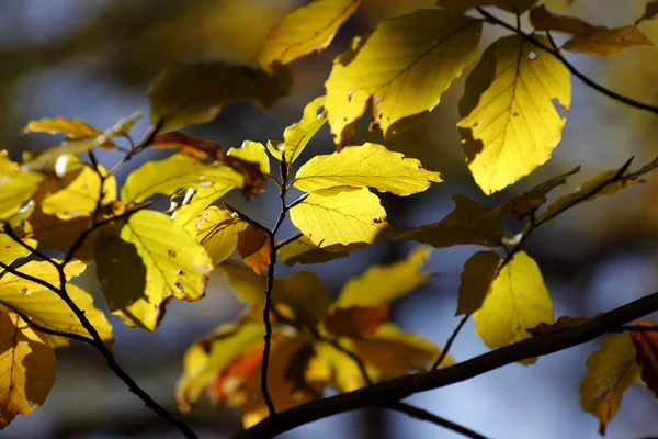 五颜六色的叶子在十月 — 图库照片