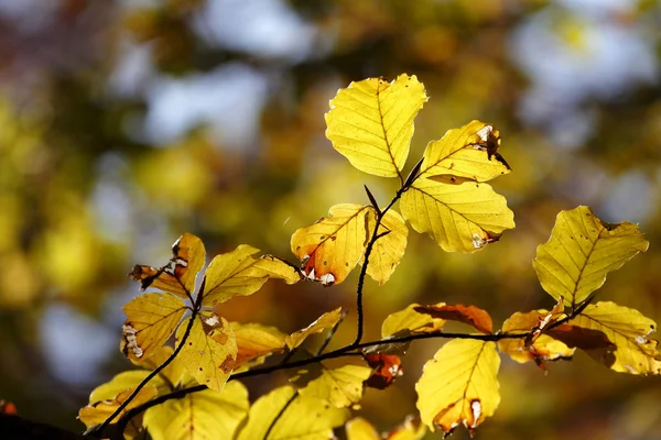 Ekim Sonbaharda Renkli Yapraklar — Stok fotoğraf